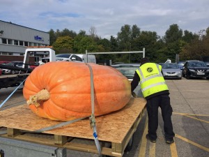 giant pumpkin