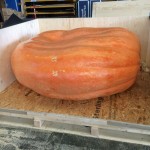 giant pumpkin