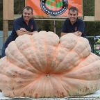 Giant Pumpkin